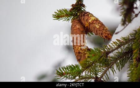 Tannenzapfen im Schnee auf einem Ast mit unscharfem Hintergrund Stockfoto