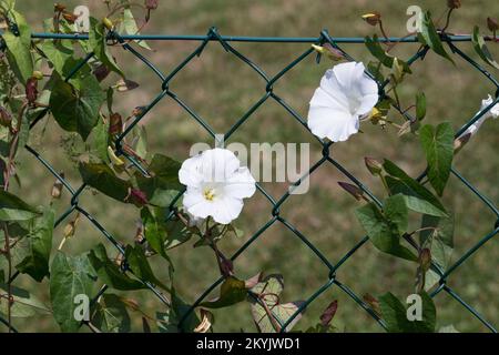 Gewöhnliche Zaunwinde, echte Zaunwinde, klettert an einem Zaun, Maschendrahtzaun empor, Zaun-Winde, Calystegia sepium, Hedge bindweed, Bind-Weed, Rutla Stockfoto