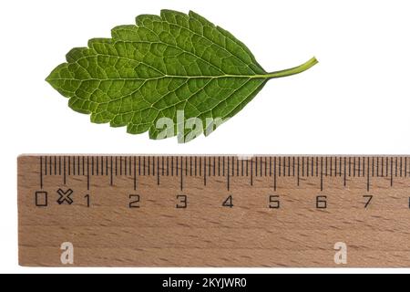 Zitronenmelisse, Zitronen-Melisse, Melisse, Melisse, Melissa officinalis, Bienenbalsam, Zitronenbalsam, Blatt, Blätter, Blatt, Blätter Stockfoto