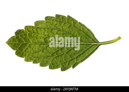 Zitronenmelisse, Zitronen-Melisse, Melisse, Melisse, Melissa officinalis, Bienenbalsam, Zitronenbalsam, Blatt, Blätter, Blatt, Blätter Stockfoto