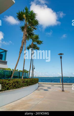 Dünne Palmen über den Büschen mit Mauern vor dem Gebäude an der Bucht in Miami, Florida. Auf der rechten Seite befindet sich ein Betonpflaster mit Lampenpfosten Stockfoto