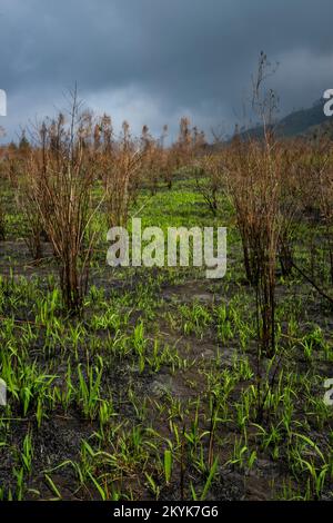 Nach Waldbränden in Indonesien wächst neues Gras Stockfoto