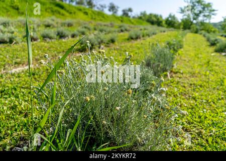 Diese medizinische Blume heißt Zwerg everlast oder Unsterblichkeit. Stockfoto