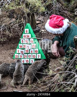 London, Großbritannien. 30.. November 2022. Erdmännchen, die im Rahmen des Weihnachtsfotos des ZSL London Zoo Anreicherungsstücke im Adventskalender genossen haben. Kredit: SOPA Images Limited/Alamy Live News Stockfoto