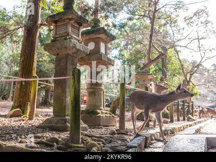 Nara, Japan - 5. Januar 2020. Außenaufnahme des Nara-Parks, mit vielen Hirschen, die die Straßen herunterkratzen. Nara ist eine historische Stadt in Japan, berühmt für ihre vielen Tempel und Schreine. Viele Besucher besuchen uns in den ersten Tagen des neuen Jahres. Stockfoto