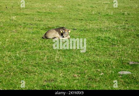 Kälber, das auf der grünen Wiese in Irland schläft. Stockfoto