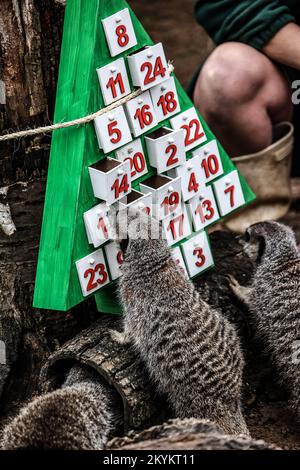 London, Großbritannien. 30.. November 2022. Erdmännchen, die im Rahmen des Weihnachtsfotos des ZSL London Zoo Anreicherungsstücke im Adventskalender genossen haben. (Foto: Brett Cove/SOPA Images/Sipa USA) Guthaben: SIPA USA/Alamy Live News Stockfoto