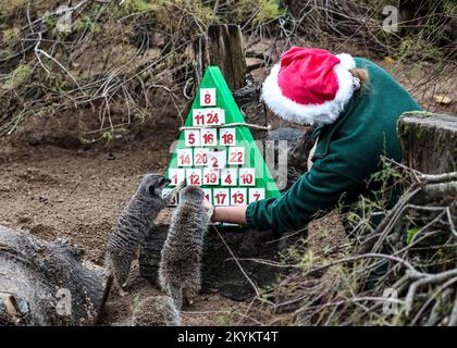 London, Großbritannien. 30.. November 2022. Erdmännchen, die im Rahmen des Weihnachtsfotos des ZSL London Zoo Anreicherungsstücke im Adventskalender genossen haben. (Foto: Brett Cove/SOPA Images/Sipa USA) Guthaben: SIPA USA/Alamy Live News Stockfoto