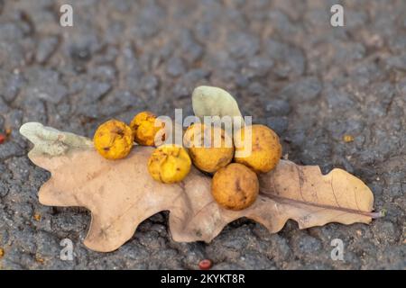 Trockenes Herbstblatt mit Eichengallen oder Eichenäpfeln auf Asphalt, Nahaufnahme. Cynips quercusfolii Gallenbällchen auf Eichenblatt Stockfoto