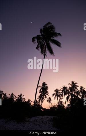 Der Mond erhebt sich hinter Palmen während des Sonnenuntergangs auf einer tropischen Insel Stockfoto