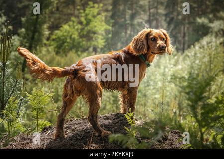 Funktionierender Cockerspaniel Welpe, der in einem Wald mit Hintergrundbeleuchtung steht Stockfoto