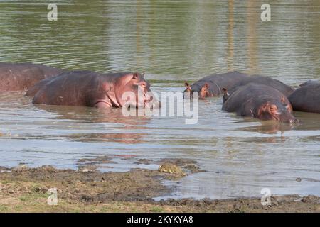 Nilpferde oder Nilpferde baden in einem Wasserloch im Nyerere-Nationalpark Stockfoto