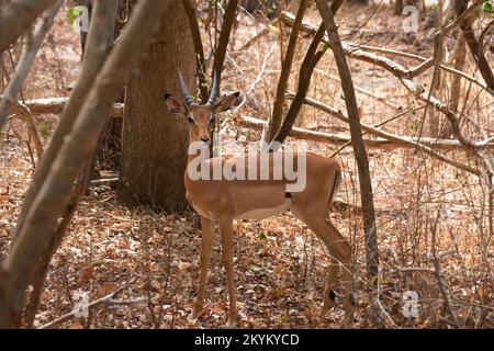 Ein junger Impala im Nyerere-Nationalpark Stockfoto