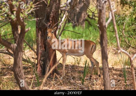 Ein Impala im Nyerere-Nationalpark Stockfoto
