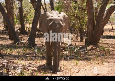 Afrikanischer Waldelefant im Nyerere-Nationalpark Stockfoto