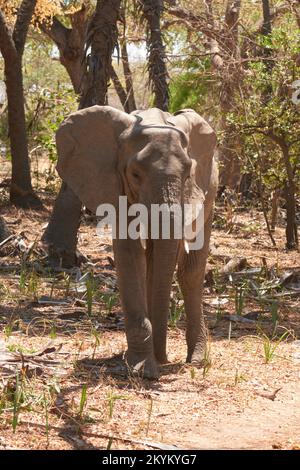 Afrikanischer Waldelefant im Nyerere-Nationalpark Stockfoto