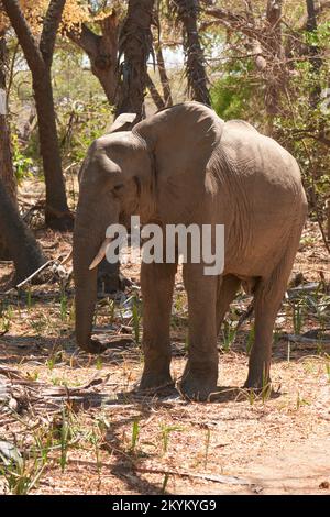 Afrikanischer Waldelefant im Nyerere-Nationalpark Stockfoto