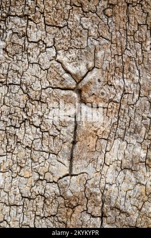 Eine Nahaufnahme einer verfallenden Rinde, die Muster und Texturen einer Eiche in einem alten Waldgebiet im frühen Herbst, Sherwood Forest, enthüllt. Stockfoto