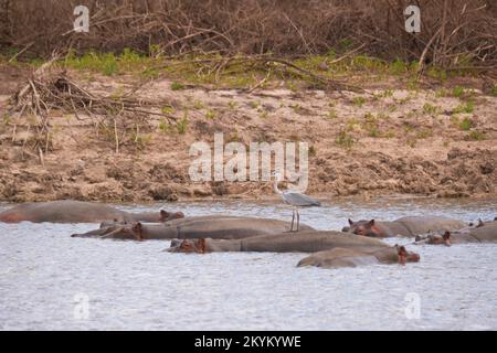 Ein grauer Reiher erhebt sich, während Nilpferde oder Nilpferde in einem Wasserloch im Nyerere-Nationalpark baden Stockfoto