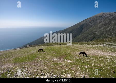 Pferd auf der Weide auf dem Gipfel des Berges mit einem Meer im Hintergrund Stockfoto