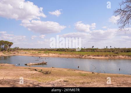 Marabou-Storch, Krokodil und Nilpferde oder Nilpferde baden in einem Wasserloch im Nyerere-Nationalpark Stockfoto