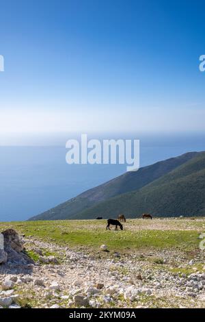 Pferd auf der Weide auf dem Gipfel des Berges mit einem Meer im Hintergrund Stockfoto