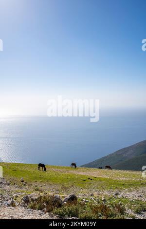 Pferd auf der Weide auf dem Gipfel des Berges mit einem Meer im Hintergrund Stockfoto