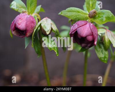 Nahaufnahme der regenbedeckten lila Helleberblüten, die gerade geöffnet werden (Helleborus x hybridus) Stockfoto