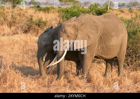 Zwei afrikanische Bush-Elefanten spazieren durch den Nationalpark Mikumi Stockfoto