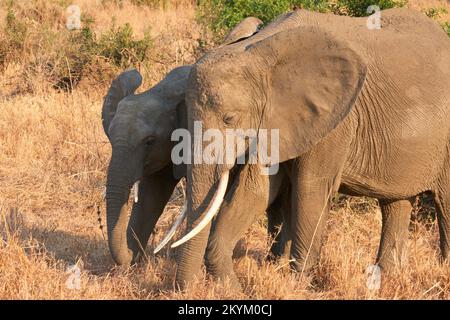 Zwei afrikanische Bush-Elefanten spazieren durch den Nationalpark Mikumi Stockfoto