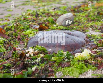 Nahaufnahme einer gestrandeten Qualle an einem britischen Strand, umgeben von verschiedenen Arten von Seetang Stockfoto