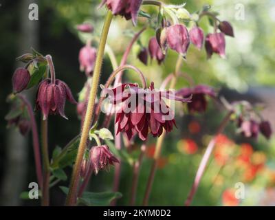 Nahaufnahme von Aquilegia vulgaris var. Sternata 'Ruby Port' Blumen im Sonnenlicht Stockfoto