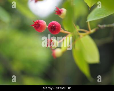 Nahaufnahme von Amelanchier Lamarckii Beeren (essbare Juneberries oder Saskatoons), die am Baum reifen Stockfoto