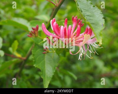 Nahaufnahme einer Geißblatt-Blume (Lonicera periclymenum) Stockfoto