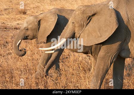 Zwei afrikanische Bush-Elefanten spazieren durch den Nationalpark Mikumi Stockfoto