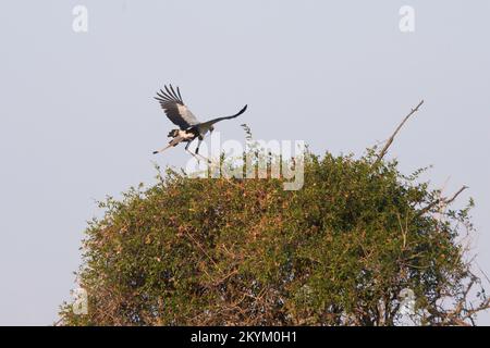 Ein Sekretärvogel, sitzt auf einem Baum im Mikumi-Nationalpark Stockfoto