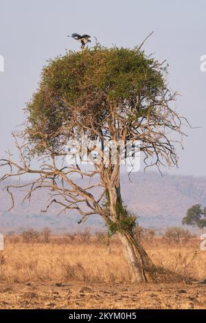 Ein Sekretärvogel, sitzt auf einem Baum im Mikumi-Nationalpark Stockfoto