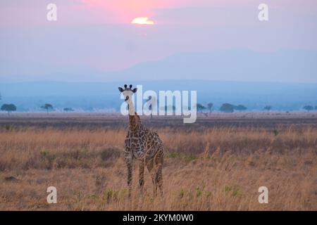 Die rosa orange und rote Sonne untergeht über den Ebenen des Mikumi-Nationalparks, während eine Masai-Giraffe auf den Blick blickt Stockfoto