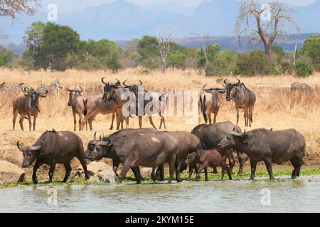 Büffel mit Zeckenfressern aus Oxpecker und Wildebeest machen sich auf den Weg zu einem Wasserloch, um in der Mittagshitze des Mikumi Nationalparks in zu trinken Stockfoto