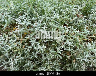 Natürliche Nahaufnahme des grauen borealen Hühnchens Cerastium biebersteinii Stockfoto