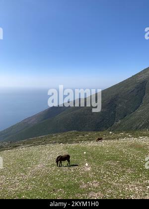 Pferd auf der Weide auf dem Gipfel des Berges mit einem Meer im Hintergrund Stockfoto