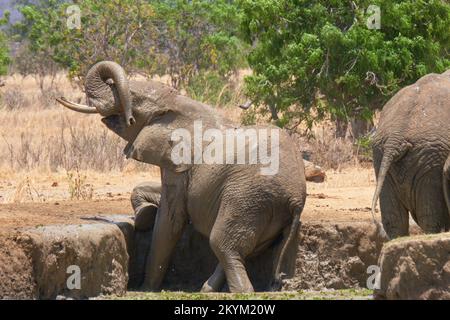 Ein afrikanischer Bush-Elefant reibt und kratzt sich in der Mittagshitze des Mikumi-Nationalparks in der Trockenzeit am Schlammufer eines Wasserlochs Stockfoto