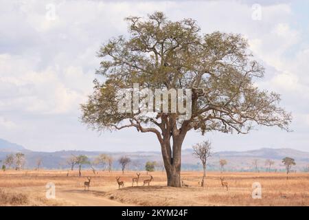 Impala verstecken sich vor der Sonne im Schatten eines Baumes, der durch einen schimmernden Hitzeschlag in der Mittagshitze des Mikumi Nationalparks in der Trockenzeit gesehen wird Stockfoto