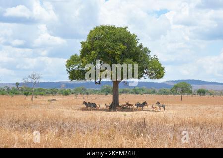 Zebra und Impala verstecken sich vor der Sonne im Schatten eines Baumes, der durch einen schimmernden Hitzeschlag in der Mittagshitze des Mikumi Nationalparks in trockenen s zu sehen ist Stockfoto
