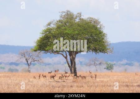 Impala verstecken sich vor der Sonne im Schatten eines Baumes, der durch einen schimmernden Hitzeschlag in der Mittagshitze des Mikumi Nationalparks in der Trockenzeit gesehen wird Stockfoto