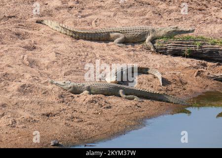 Krokodile säumen den niedrigen Wasserstand des Flussufers des Nebenflusses zum Ruaha-Nationalpark in der Trockenzeit Stockfoto