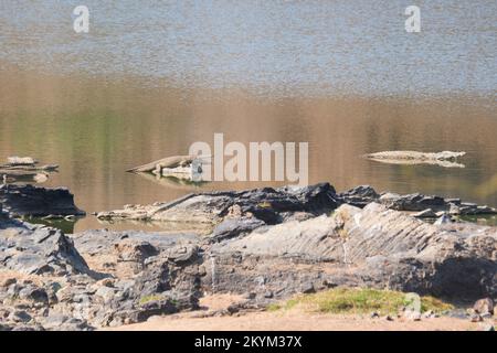 Krokodile säumen den niedrigen Wasserstand des Flussufers des Nebenflusses zum Ruaha-Nationalpark in der Trockenzeit Stockfoto