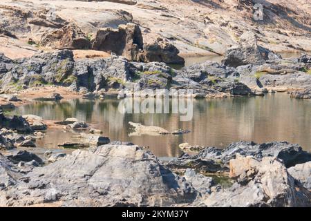 Krokodile säumen den niedrigen Wasserstand des Flussufers des Nebenflusses zum Ruaha-Nationalpark in der Trockenzeit Stockfoto