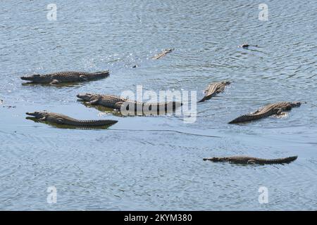 Krokodile säumen den niedrigen Wasserstand des Flussufers des Nebenflusses zum Ruaha-Nationalpark in der Trockenzeit Stockfoto