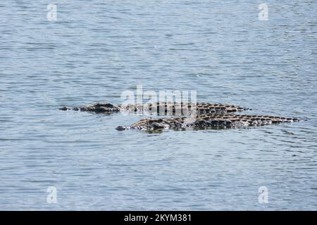 Krokodile säumen den niedrigen Wasserstand des Flussufers des Nebenflusses zum Ruaha-Nationalpark in der Trockenzeit Stockfoto